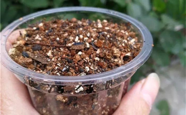 这3种花现在扦插, 栽土里就能活, 错过还要等1年!