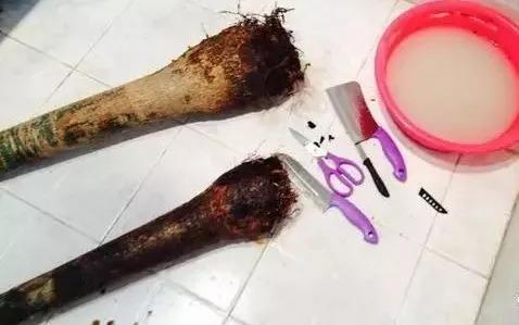 你扔掉的花, 被我一顿砍, 一个月冒芽绿油油!