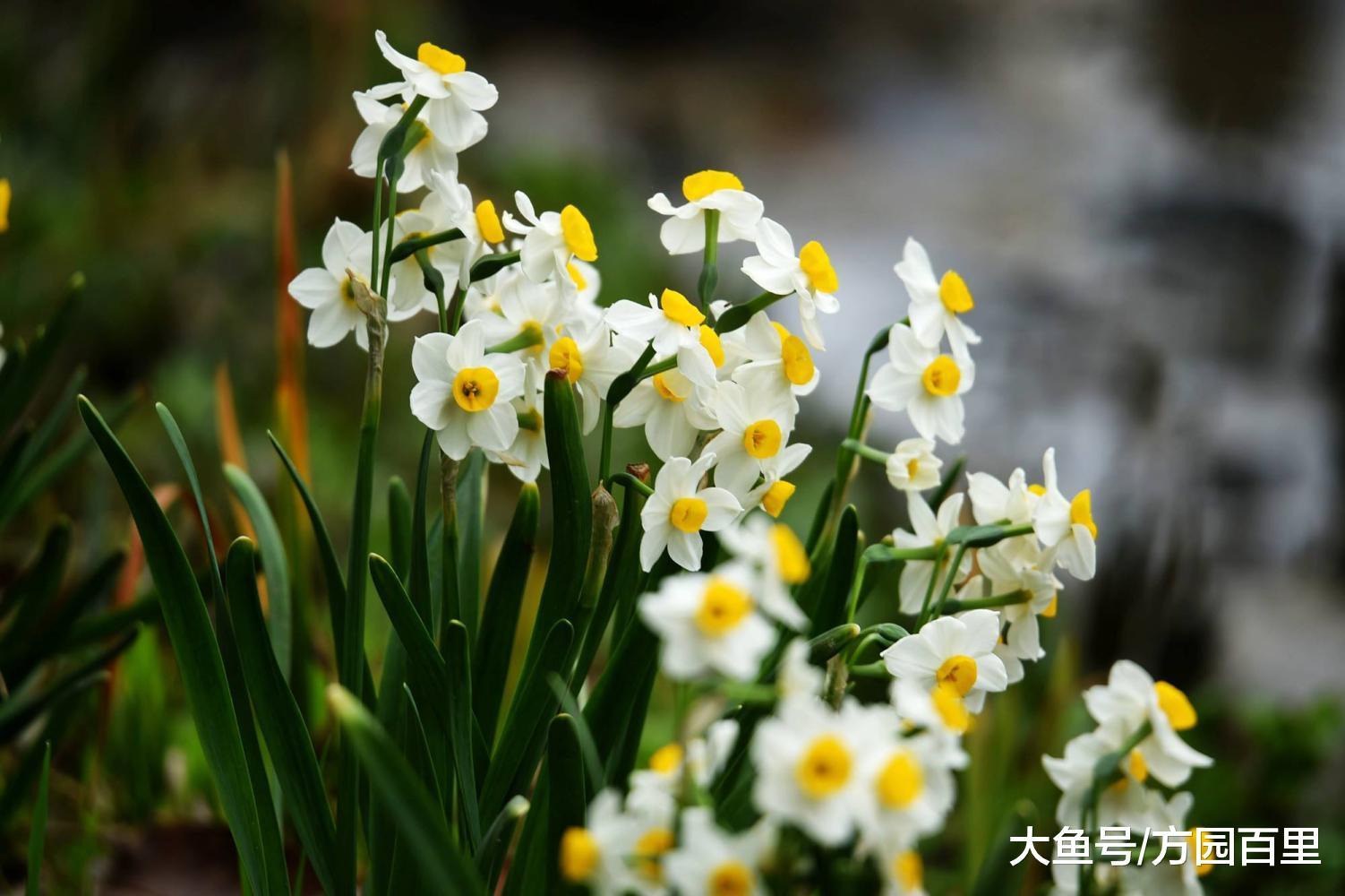 今年的水仙花已上线! 原来它还有个名字叫: 凌波仙子
