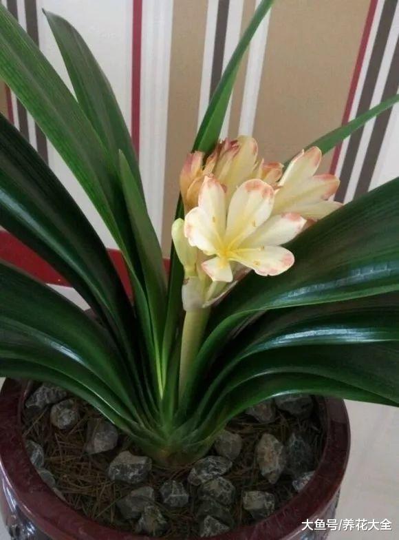 三角梅不开花? 给它戴个小黑帽, 花芽不断往外冒!