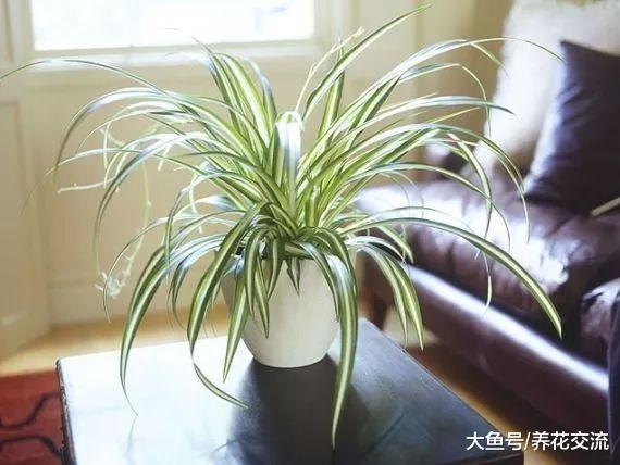 这些植物养在室内能够很好净化空气, 去除家里的有害毒素