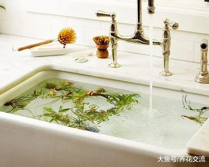 空气凤梨只需定期喷水就能养活, 可以随意摆放在家里的各个角落