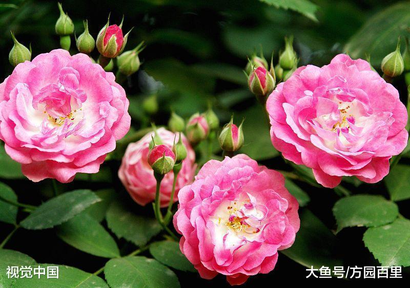 月季和其它的植物们(一)