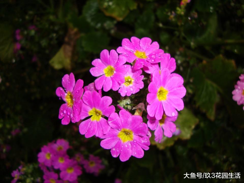 如何让美女樱四季常开?
