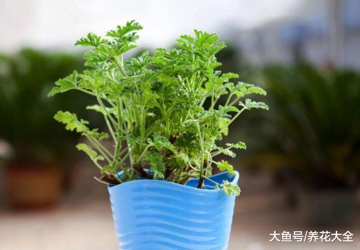 7种驱蚊植物, 好看又好养, 比花露水还管用!
