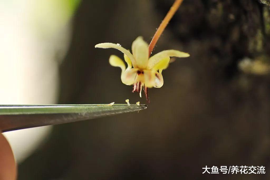 学会给花朵授粉, 能不断收集种子, 来年还能播种繁殖