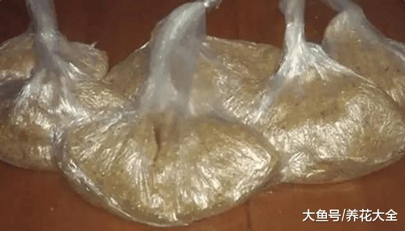 花盆边上挖个洞, 埋点大豆粒, 肥力十足