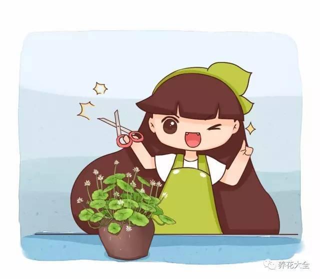 他给铜钱草剃个头, 叶子冒的齐刷刷, 一量比荷叶还大!