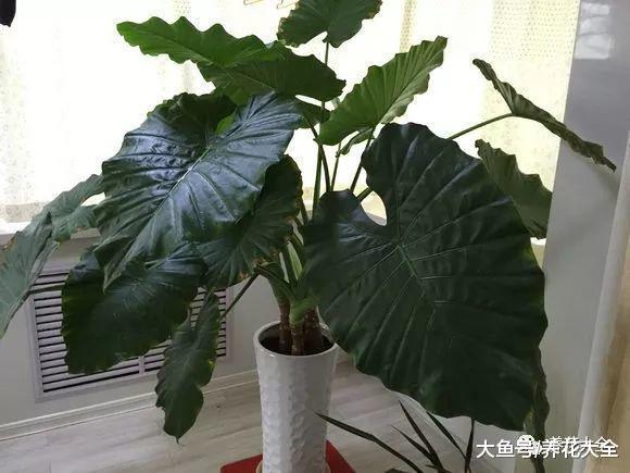 别再养虎刺梅了, 换盆这个, 好养又无害!