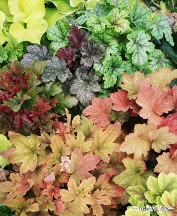 还养啥花? 这7种花, 养叶子比花还要美!