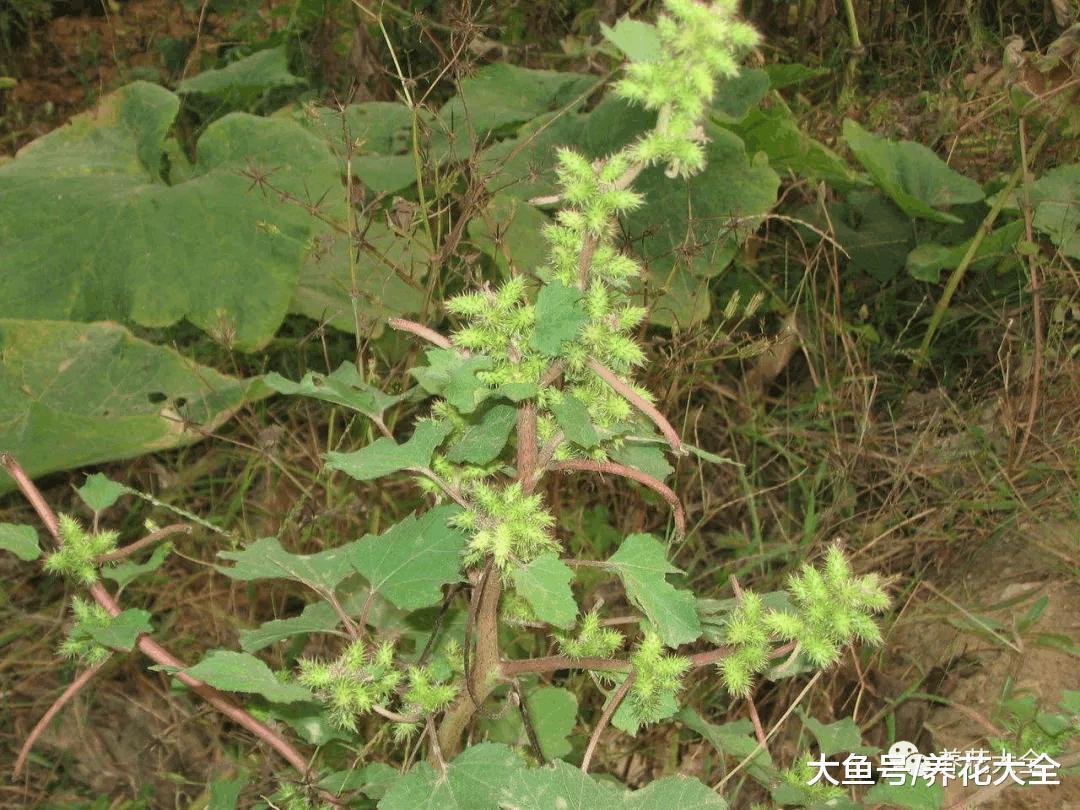 这些“毒草”酷似野菜, 不小心吃下去, 差点要了命!