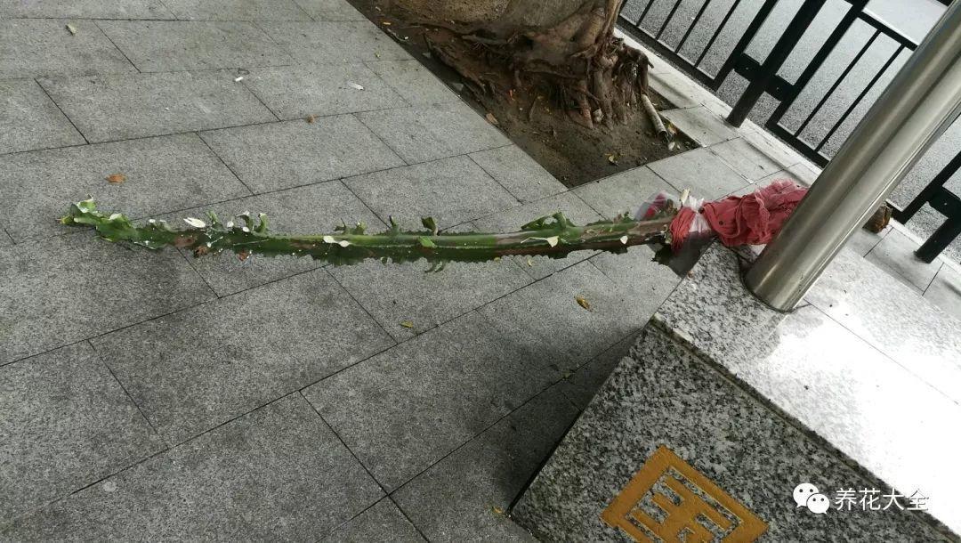 把扔掉的龙骨捡回家, 这样一处理, 蹭蹭长满盆!