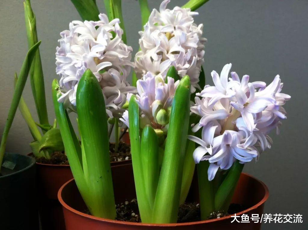 种好球根花卉需要掌握的几个技巧, 郁金香、洋水仙随便养开花