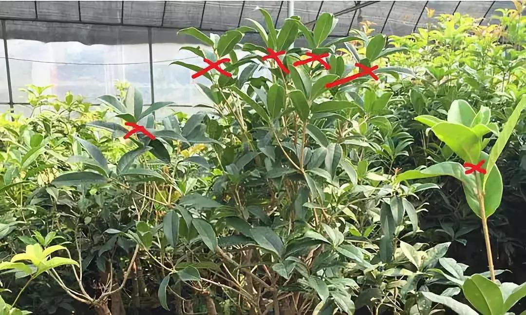 桂花这些枝赶紧掐, 1个月后开花多到爆, 香气飘10里!