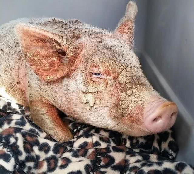 主人抛弃患病小猪, 只因小猪患了这种怪病, 治好后肠子悔青