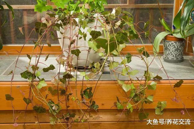 在家里养的常青藤要怎么才能生长旺盛呢?