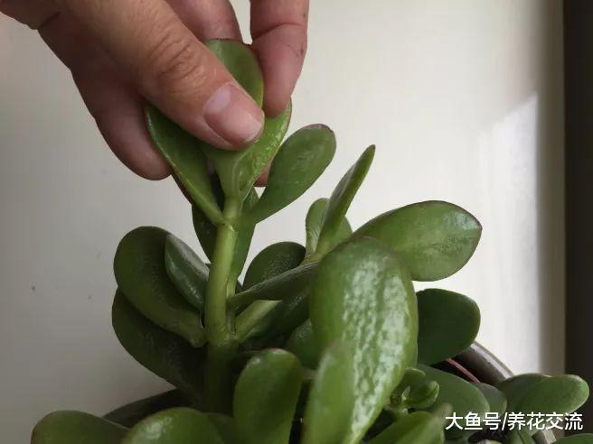 剪一段玉树的枝条快速繁殖成新的盆栽, 做好这几部就行了