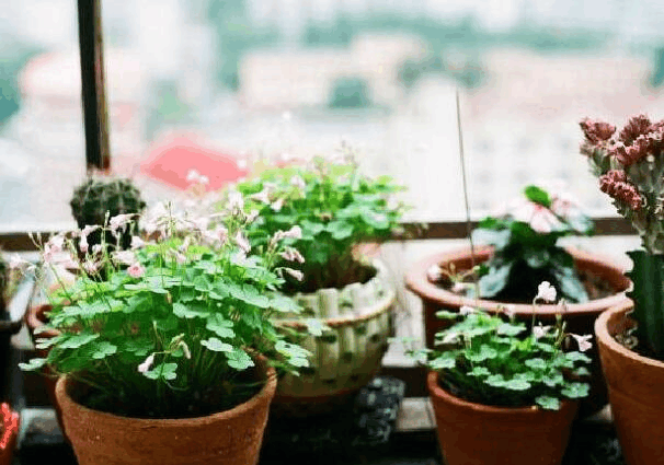 浇水是个“老大难”! 花盆里插几根吸管, 能轻松不少