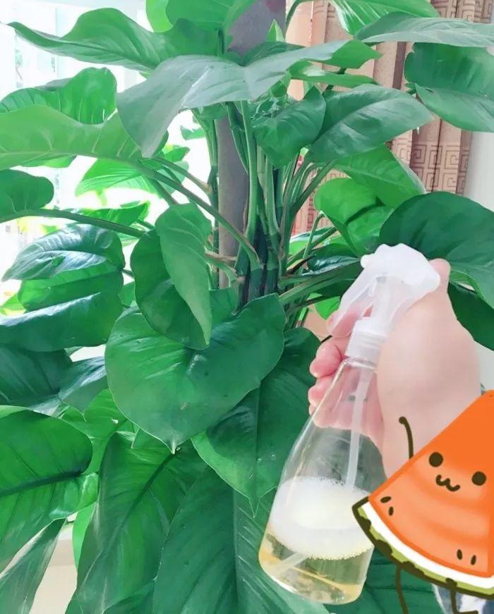 这些花都是小酒鬼, 灌点啤酒哗哗长, 比施肥还管用!