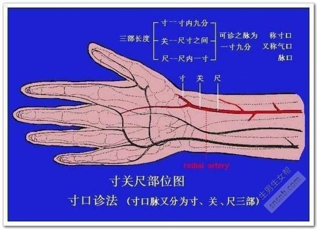 据说喜脉可以看胎儿性别, 是真是假了解一下吧!