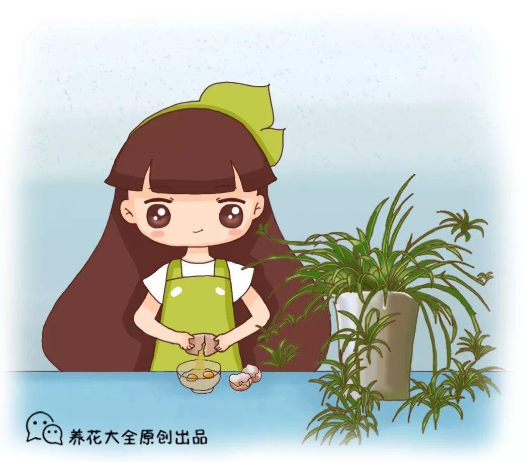 绿萝别乱施肥, 盆里加了这个, 养1盆死1盆!