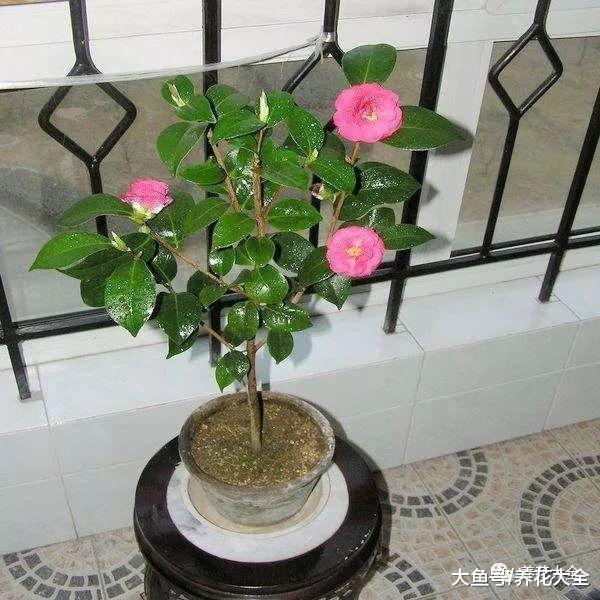 这4种花最难养, 夏天就是鬼门关, 注意这几点就能安全避开!