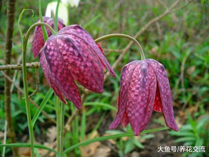十种很不寻常的花卉, 在花市里只能找到一两种