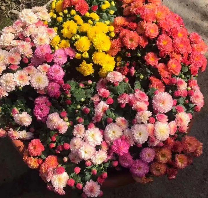 冬天逛花市, 9块9买一盆, 回家能开半年!