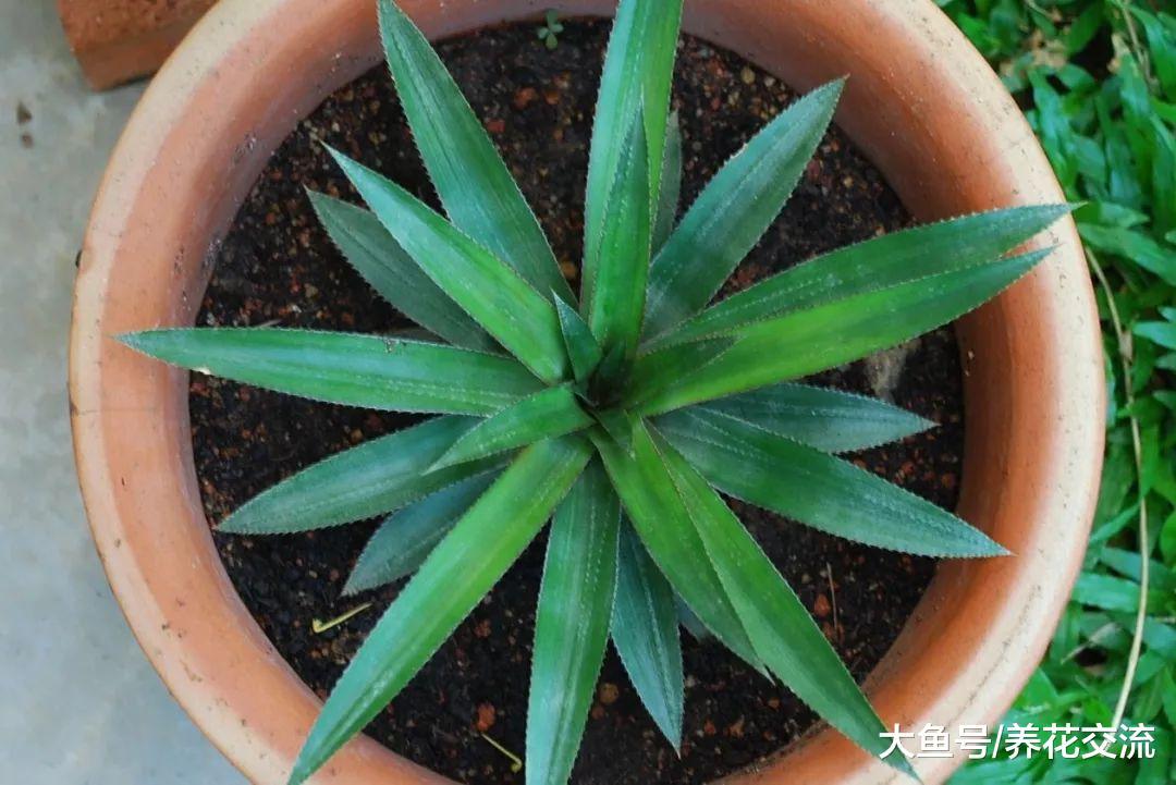 菠萝的叶冠养成盆栽, 在院子里长了三年都不开花是咋回事?
