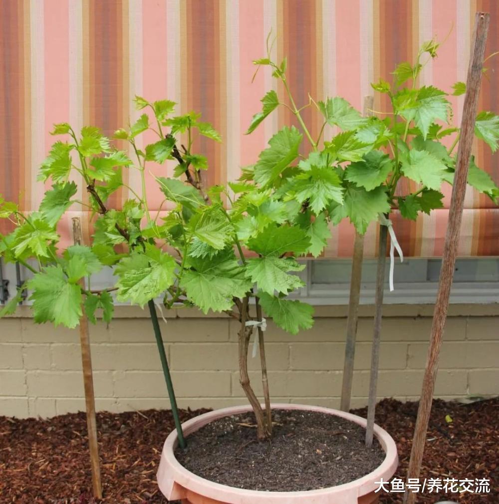 在阳台上用花盆种出开花结果的葡萄, 需要掌握这些技巧