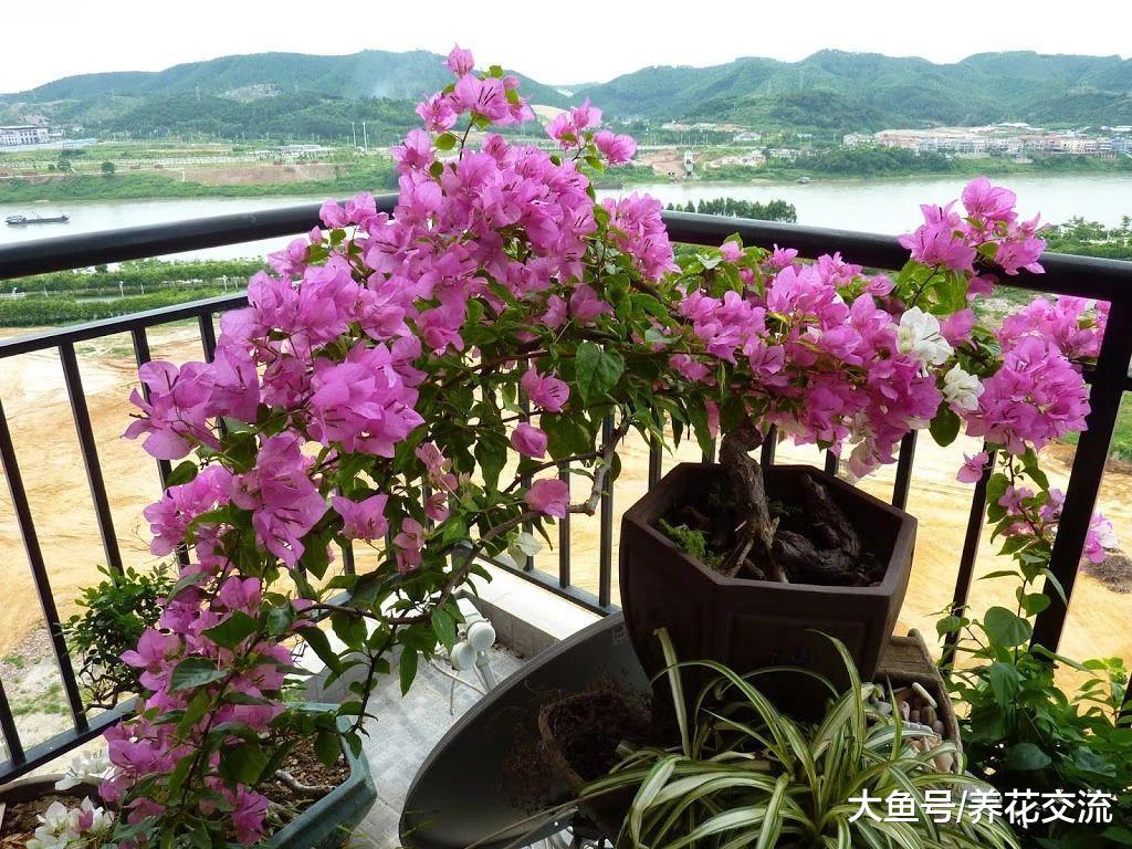 7种适合四季栽培的爬藤花卉, 特别容易生长的植物
