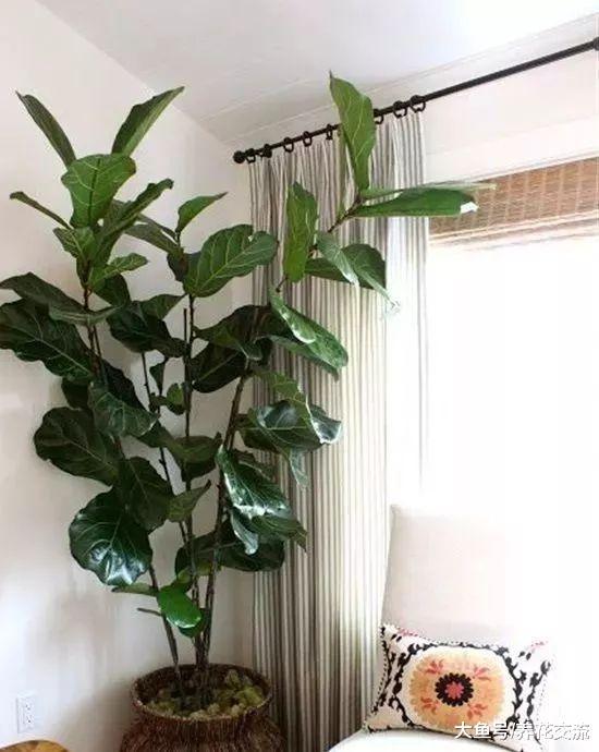 这15个花友的室内植物摆设你更喜欢哪个, 室内绿洲就是这感觉