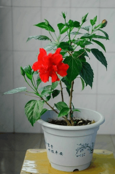 秋天就种这3种花, 不光好“养活”, 还能从春开到冬!