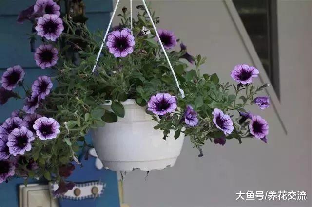 室内养一些悬挂的吊盆植物注意这几个事项, 吊兰绿萝轻松养满盆