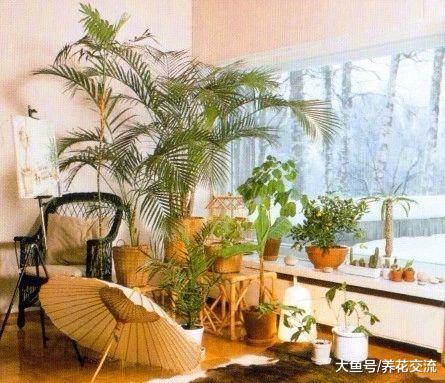 适合养在朝东窗台上的盆栽植物, 不怕被阳光晒伤