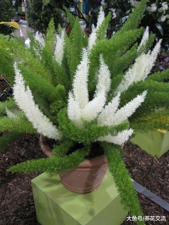 看起来像九尾狐一般的植物, 养在室内能保持四季常青