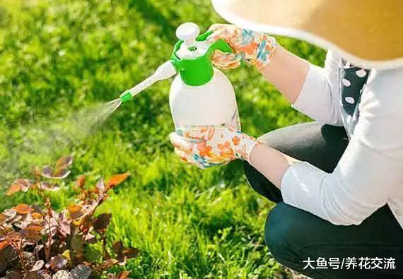 下面这6种方法能轻松搞定植物花卉困扰的红蜘蛛