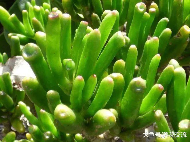 这种多肉叶片看起来像史莱克的耳朵, 有人叫它吸财树