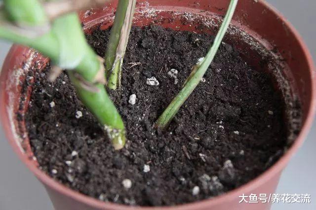 这四种方法都能很快清楚土壤中的病菌, 旧土也能用来循环养花