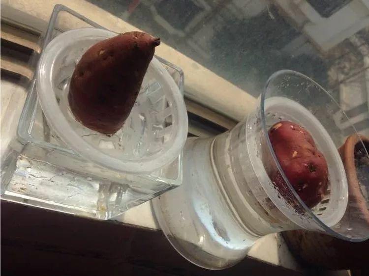 这4种花, 掐个叶就能吃, 大冷天不用出门买菜了!