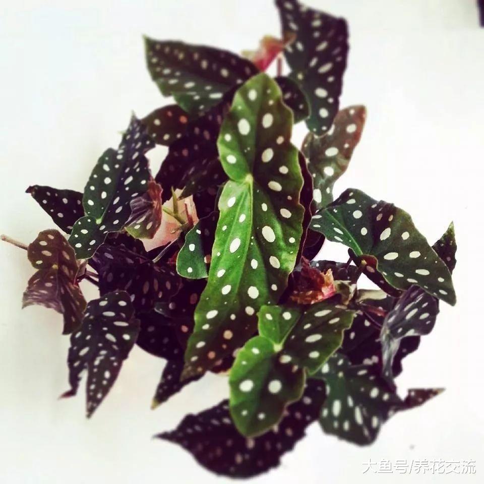 这九种植物养在家里, 打造一片绿色的空间, 养出热带雨林的景象