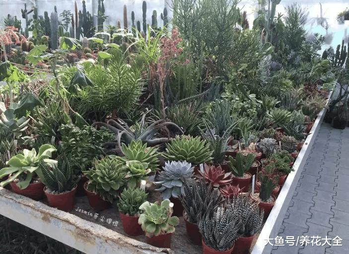 养肉40年的老夫妻, 建了个人人羡慕的多肉大棚!