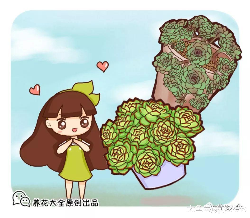 多肉就选这8种, 简单养养就爆盆, 让你成为养肉大户!