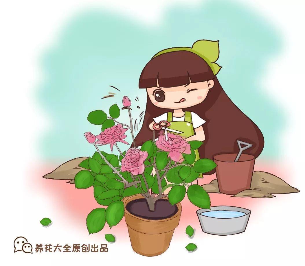 这花入冬就死, 像我这么养, 能活20年!