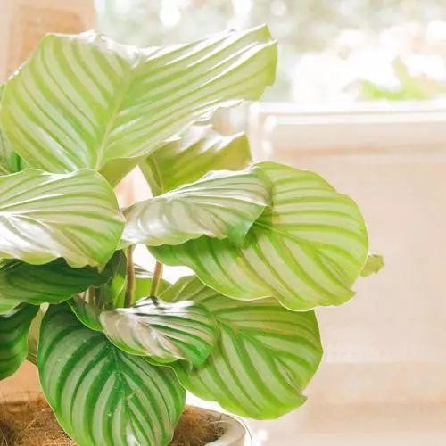 2018年火爆全网络的植物, 大家都在养, 你家有养殖吗?