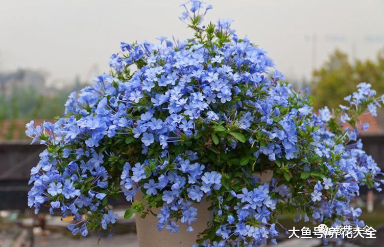 担心花被晒死? 养养这几种, 阳光越好花开的越多!