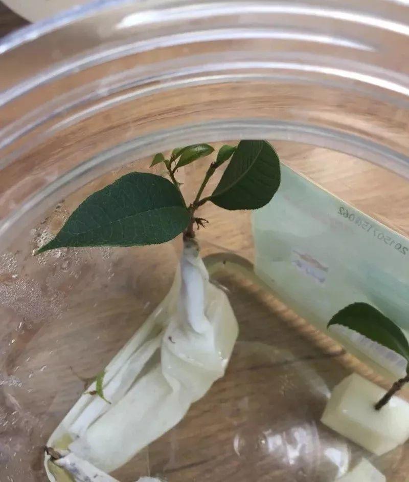 气温骤降10℃, 你家的花再不管, 秋冬肯定只剩盆!
