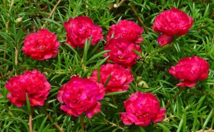 死不了的太阳花, 这20多个品种, 掐个枝就能活!