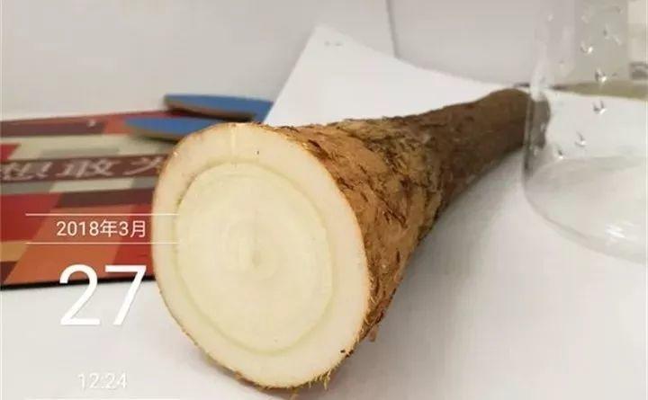 你扔花我捡花, 烂根的发财树砍一刀, 插水里就能活!
