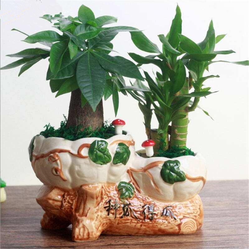 家中盆栽太多, 可这几款“转运”植株, 放这儿效果才最好!